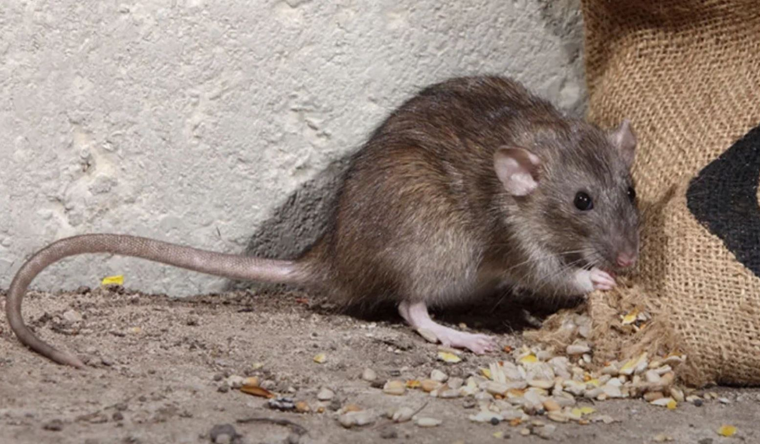 фото: Профессиональная дератизация в Уссурийске: <br/>+7-909-173-42-96