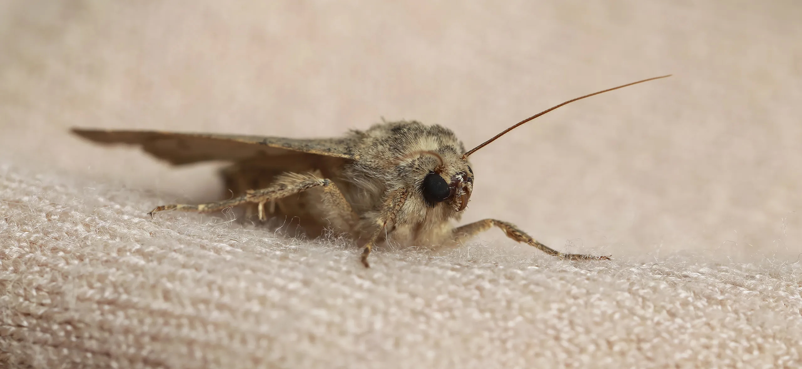 фото: Профессиональная обработка от моли в Уссурийске: <br/>+7-909-173-42-96